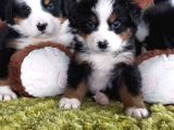 Sahi̇bi̇n Den Bernese Mountai̇n Yavrular