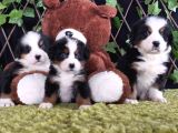 Sahi̇bi̇n Den Bernese Mountai̇n Yavrular