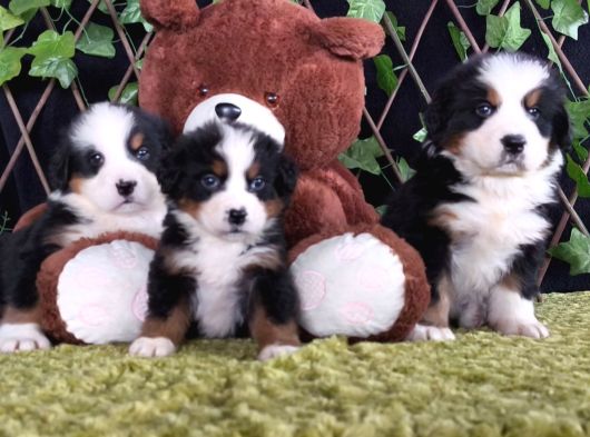 Sahi̇bi̇n Den Bernese Mountai̇n Yavrular görsel