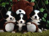 Sahi̇bi̇n Den Bernese Mountai̇n Yavrular