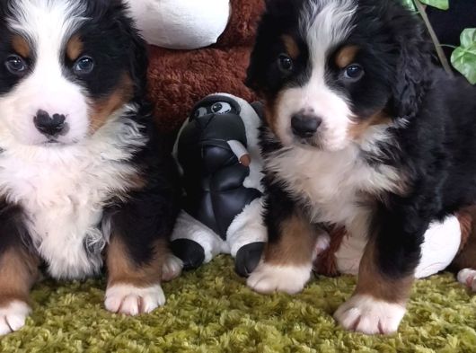 Sahi̇bi̇n Den Bernese Mountai̇n Yavrular