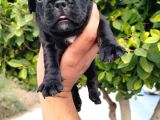 Siyah Beyaz Maskeli French Bulldog Yavruları