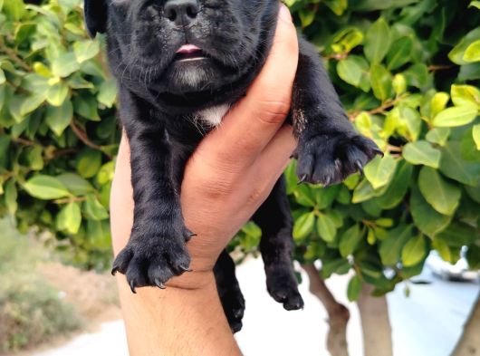 Siyah Beyaz Maskeli French Bulldog Yavruları görsel
