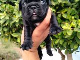 Siyah Beyaz Maskeli French Bulldog Yavruları