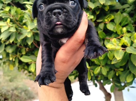 Siyah Beyaz Maskeli French Bulldog Yavruları görsel