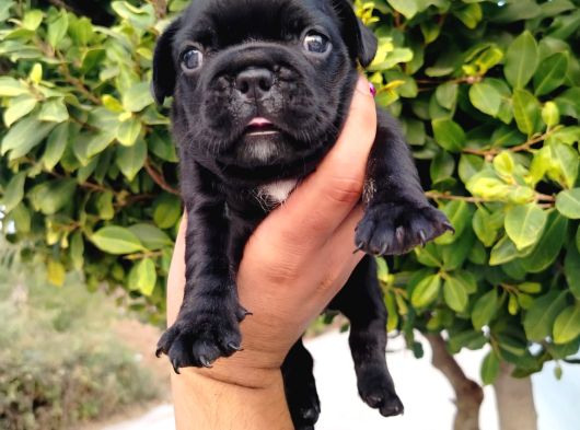 Siyah Beyaz Maskeli French Bulldog Yavruları görsel
