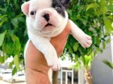 Siyah Beyaz Maskeli French Bulldog Yavruları