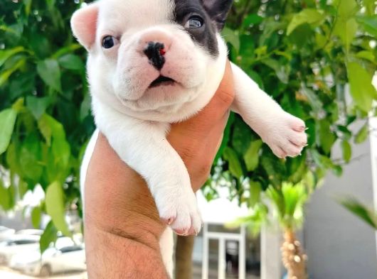 Siyah Beyaz Maskeli French Bulldog Yavruları görsel