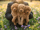 TOY POODLE YAVRULAR İZMİR