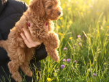 Toy Poodle Yavrular İzmi̇r