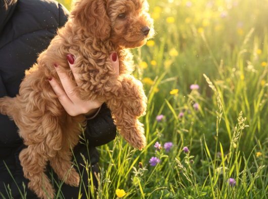 Toy Poodle Yavrular İzmi̇r görsel