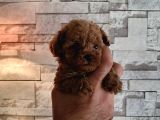 Toy toy poodle