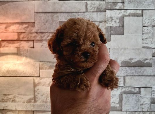 Toy Toy Poodle