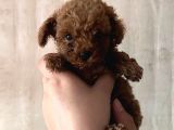 Toy Toy Poodle
