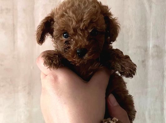 Toy Toy Poodle görsel