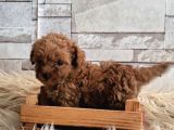 Toy Toy Poodle