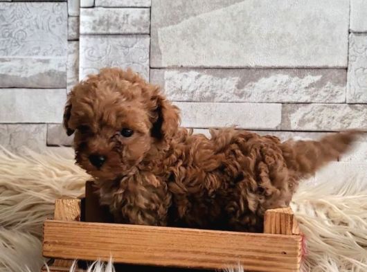 Toy Toy Poodle görsel