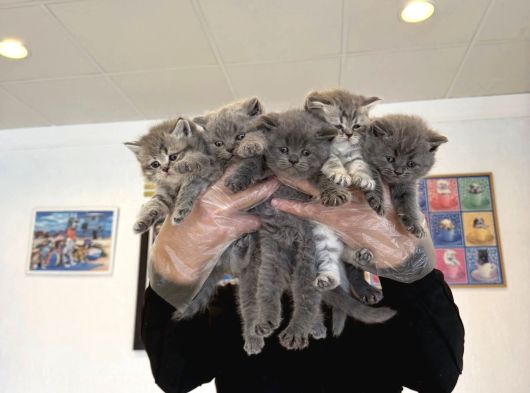 Kedi̇ci̇den Renk Renk British Shorthair Yavrular Ankara görsel