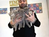 KEDİCİDEN RENK RENK BRITISH SHORTHAIR YAVRULAR ANKARA