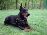 DOBERMAN YAVRULARI İSTANBUL