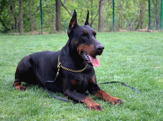 Doberman Yavrulari İstanbul