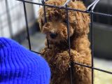 Mini Boy Oyuncak Surat Poodle Bebekler