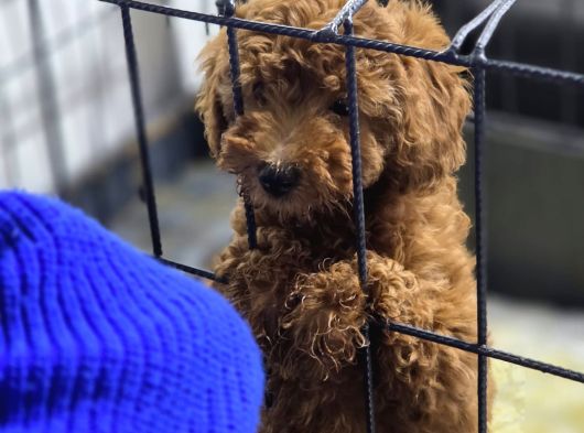 Mini Boy Oyuncak Surat Poodle Bebekler görsel