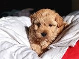 Mini boy oyuncak surat maltipoo yavrum