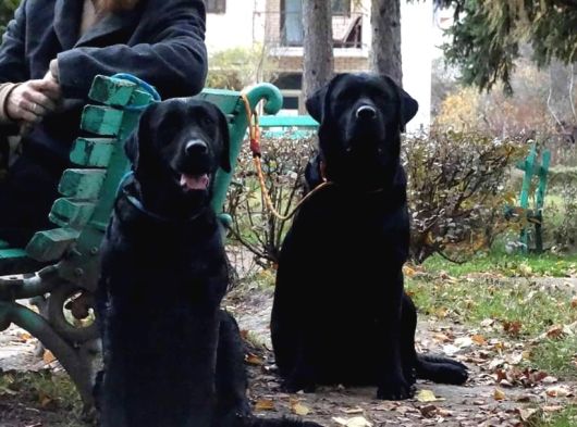Labrador Retriever Yavrulari Istanbul