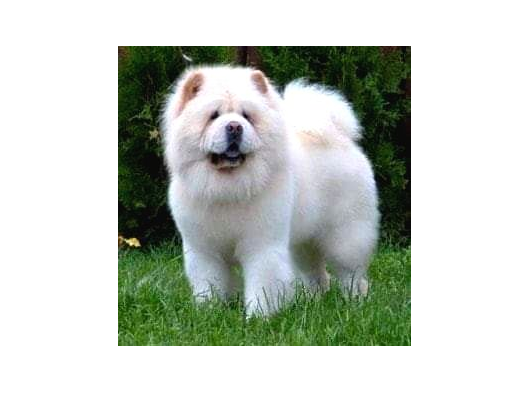 Efsane Güzel Panda Gibi Chow Chow Yavruları