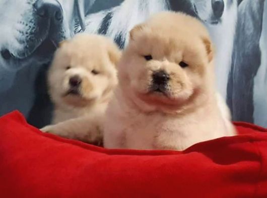Efsane Güzel Panda Gibi Chow Chow Yavruları görsel