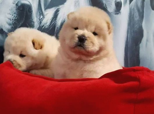 Efsane Güzel Panda Gibi Chow Chow Yavruları görsel