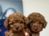 Mini boy oyuncak surat poodle bebekler