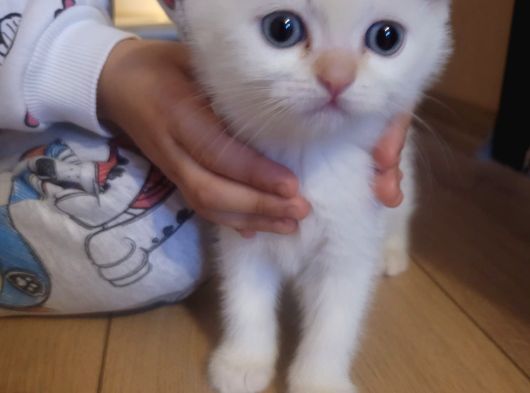 British Shorthair görsel