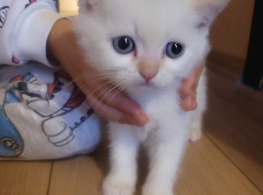 British Shorthair görsel