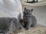 British Shorthair Gri Ve Blue Point Yavrular