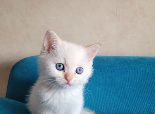 British Shorthair görsel