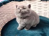 british shorthair gri ve blue point yavrular