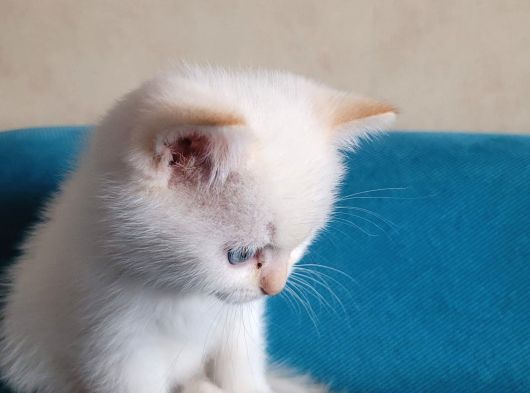 British Shorthair görsel