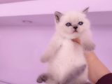 british shorthair blue point yavrular
