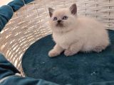 British Shorthair Blue Point Yavrular