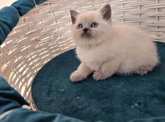 British Shorthair Blue Point Yavrular görsel