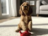 Türkiyenin En Güzel Cocoker Bebekleri
