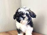 Dişi Shih Tzu Yavru