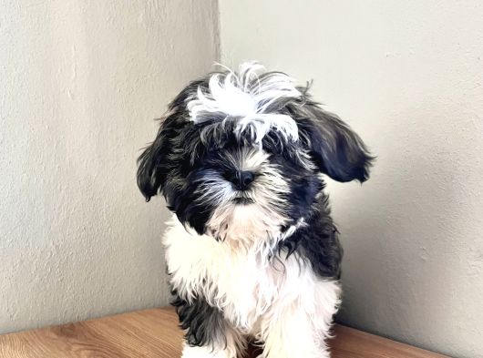 Dişi Shih Tzu Yavru görsel