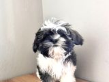 Dişi Shih Tzu Yavru