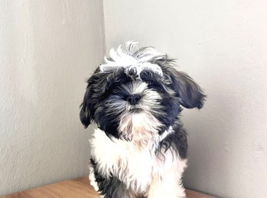 Dişi Shih Tzu Yavru görsel