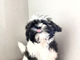 Dişi shih tzu yavru