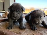 Blue Dev Cane Corsa Bebekler