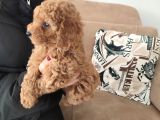 Toy Poodle Yavrular İzmi̇r